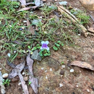 Viola hederacea at QPRC LGA - 14 Apr 2024