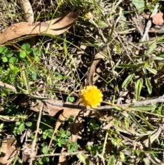 Coronidium sp. at Harolds Cross, NSW - 14 Apr 2024 by courtneyb