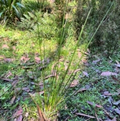 Juncus sp. (A Rush) at Harolds Cross, NSW - 14 Apr 2024 by courtneyb