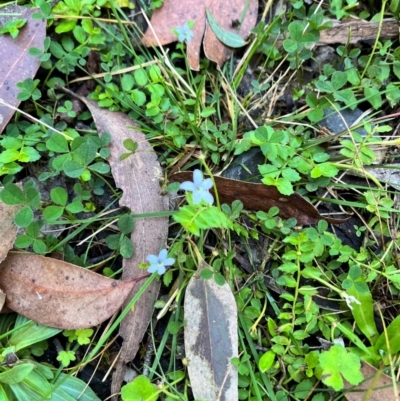 Lobelia pedunculata (Matted Pratia) at QPRC LGA - 14 Apr 2024 by courtneyb