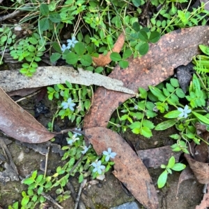 Lobelia pedunculata at QPRC LGA - 14 Apr 2024