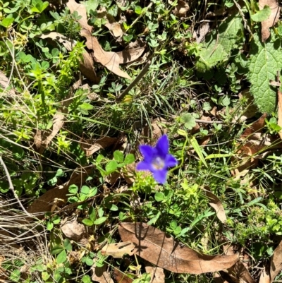 Wahlenbergia sp. (Bluebell) at Harolds Cross, NSW - 14 Apr 2024 by courtneyb