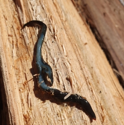 Caenoplana spenceri (Spencer's flatworm) at Hereford Hall, NSW - 14 Apr 2024 by CosmicWattle1