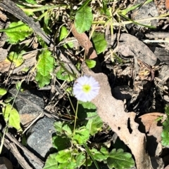 Lagenophora stipitata (Common Lagenophora) at QPRC LGA - 14 Apr 2024 by courtneyb