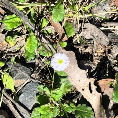 Lagenophora stipitata (Common Lagenophora) at QPRC LGA - 14 Apr 2024 by courtneyb