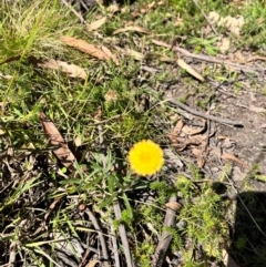 Coronidium monticola (Mountain Button Everlasting) at Harolds Cross, NSW - 14 Apr 2024 by courtneyb