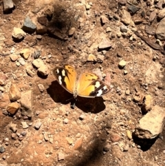 Heteronympha merope (Common Brown Butterfly) at QPRC LGA - 14 Apr 2024 by courtneyb