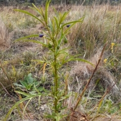 Solanum linearifolium (Kangaroo Apple) at Ainslie, ACT - 13 Apr 2024 by annmhare