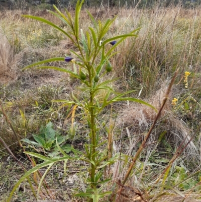 Solanum linearifolium (Kangaroo Apple) at Ainslie, ACT - 14 Apr 2024 by annmhare