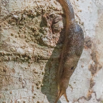 Cystopelta purpurea at Seaview, VIC - 24 Nov 2020 by Petesteamer