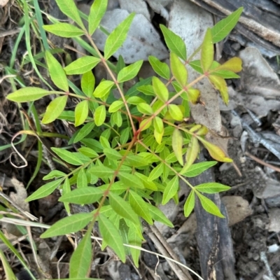 Pistacia chinensis at Kangaroo Valley, NSW - 14 Apr 2024 by lbradleyKV