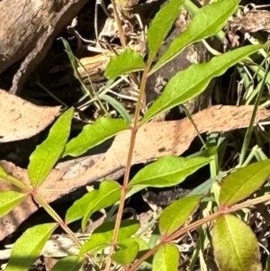 Pistacia chinensis at Kangaroo Valley, NSW - suppressed