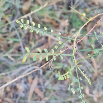 Indigofera adesmiifolia (Tick Indigo) at Farrer Ridge - 14 Apr 2024 by Mike