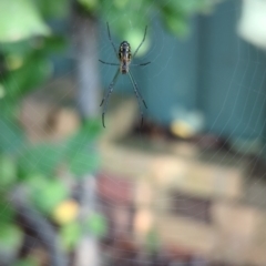 Leucauge dromedaria (Silver dromedary spider) at Florey, ACT - 13 Apr 2024 by rbannister