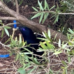 Ptilonorhynchus violaceus at Duffy, ACT - 13 Apr 2024