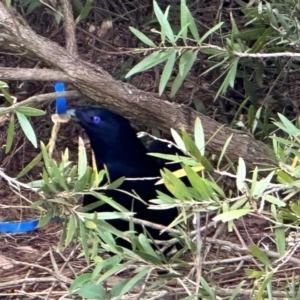 Ptilonorhynchus violaceus at Duffy, ACT - suppressed