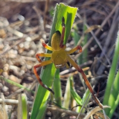 Neosparassus patellatus (Tasmanian Badge Huntsman) at Braidwood, NSW - 14 Apr 2024 by MatthewFrawley