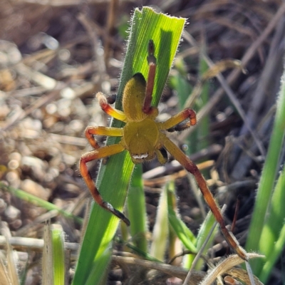 Neosparassus patellatus (Tasmanian Badge Huntsman) at QPRC LGA - 14 Apr 2024 by MatthewFrawley