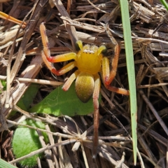 Neosparassus patellatus at QPRC LGA - 14 Apr 2024