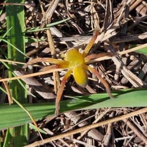 Neosparassus patellatus at QPRC LGA - 14 Apr 2024