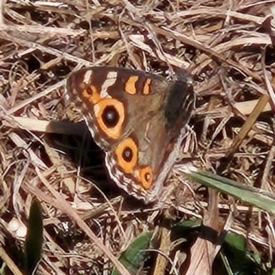 Junonia villida (Meadow Argus) at Braidwood, NSW - 14 Apr 2024 by MatthewFrawley