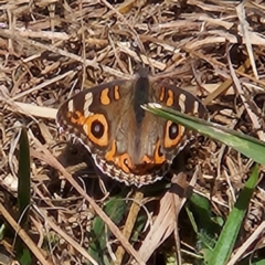 Junonia villida at QPRC LGA - 14 Apr 2024 02:19 PM