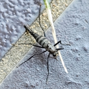 Boreoides subulatus at Hawker, ACT - suppressed