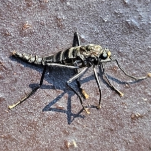 Boreoides subulatus at Hawker, ACT - 14 Apr 2024