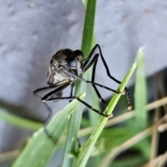 Boreoides subulatus at Hawker, ACT - 14 Apr 2024