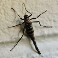 Boreoides subulatus at Hawker, ACT - suppressed