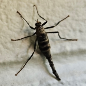 Boreoides subulatus at Hawker, ACT - 14 Apr 2024