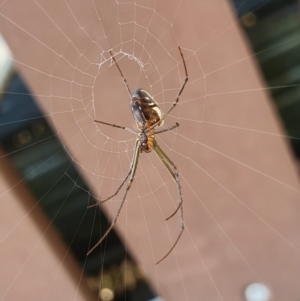 Leucauge dromedaria at Rugosa - 14 Apr 2024