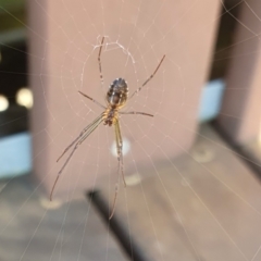 Leucauge dromedaria at Rugosa - 14 Apr 2024