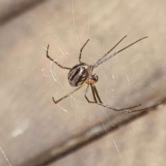 Leucauge dromedaria at Rugosa - 14 Apr 2024