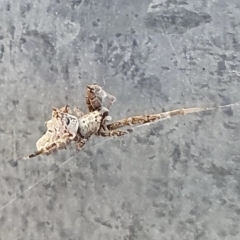 Philoponella congregabilis (Social house spider) at Rugosa - 14 Apr 2024 by SenexRugosus