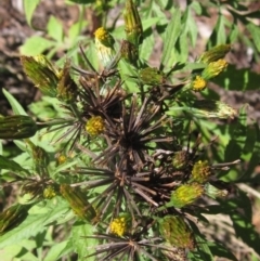 Bidens subalternans (Greater Beggars Ticks) at The Pinnacle - 12 Apr 2024 by pinnaCLE