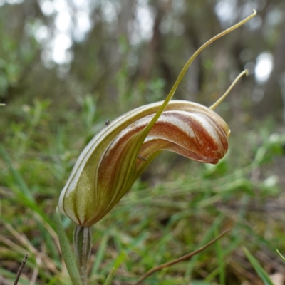 Diplodium truncatum (Little Dumpies, Brittle Greenhood) at Goulburn Mulwaree Council - 8 Apr 2024 by RobG1