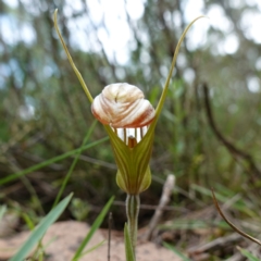 Diplodium truncatum at Marulan, NSW - 8 Apr 2024