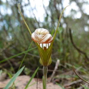 Diplodium truncatum at Marulan, NSW - 8 Apr 2024