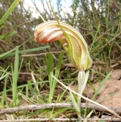 Diplodium truncatum at Marulan, NSW - 8 Apr 2024