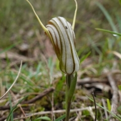 Diplodium truncatum at Marulan, NSW - 8 Apr 2024