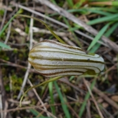 Diplodium truncatum at Marulan, NSW - 8 Apr 2024