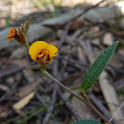 Mirbelia platylobioides (Large-flowered Mirbelia) at Penrose - 8 Apr 2024 by RobG1