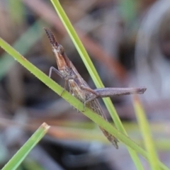 Keyacris scurra at Bellmount Forest, NSW - 10 Apr 2024 10:51 AM