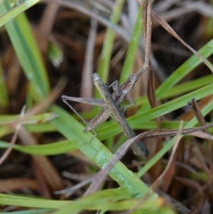 Keyacris scurra at Bellmount Forest, NSW - 10 Apr 2024 10:51 AM