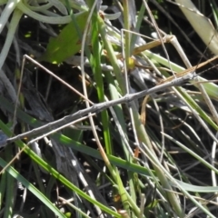 Unidentified Stick insect (Phasmatodea) at Namadgi National Park - 14 Apr 2024 by JohnBundock