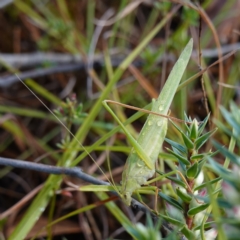 Polichne parvicauda (Short-tailed Polichne) at Bellmount Forest, NSW - 10 Apr 2024 by RobG1