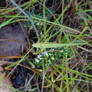 Polichne parvicauda at Bellmount Forest, NSW - 10 Apr 2024