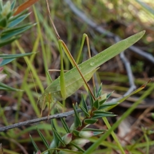 Polichne parvicauda at Bellmount Forest, NSW - 10 Apr 2024