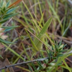 Polichne parvicauda at Bellmount Forest, NSW - 10 Apr 2024